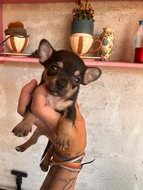 Cuccioli chihuahua maschietti