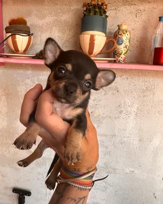 Cuccioli chihuahua maschietti