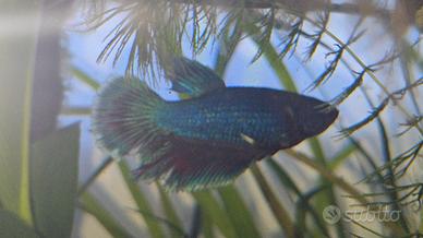 Pesce betta combattente