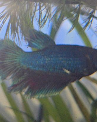 Pesce betta combattente