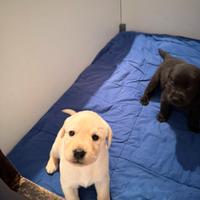 Labrador cuccioli