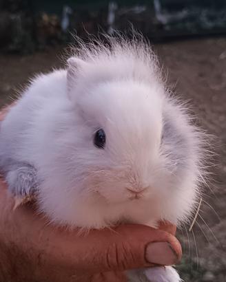 Coniglietto nano