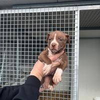 Pitbull UKC Catania