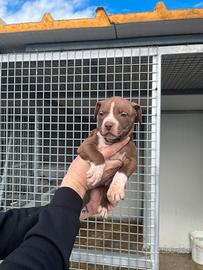 Pitbull UKC Catania