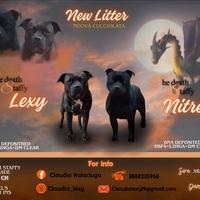 Staffordshire bull terrier