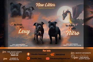 Staffordshire bull terrier