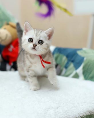 Gattina Scottish straight dolcissima British