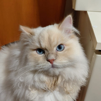 Gatto per accoppiamento in zona Milano