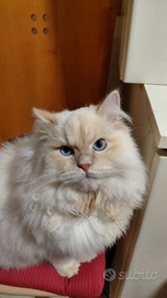 Gatto per accoppiamento in zona Milano