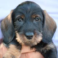 Cuccioli Bassotto Nano