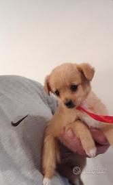 Cuccioli taglia piccola