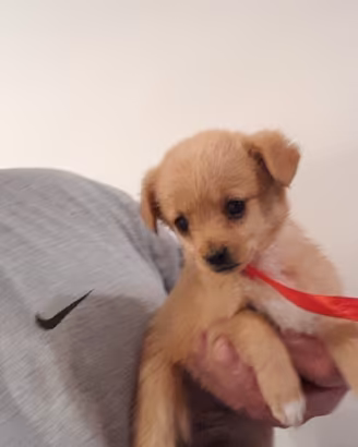 Cuccioli taglia piccola