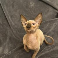 Gatto nudò Sphynx elf