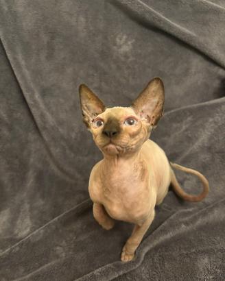 Gatto nudò Sphynx elf