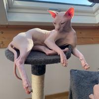 Canadian Sphynx per monta