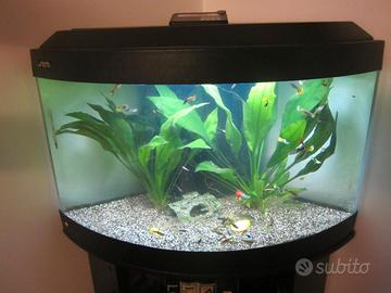ACQUARIO D'ACQUA DOLCE