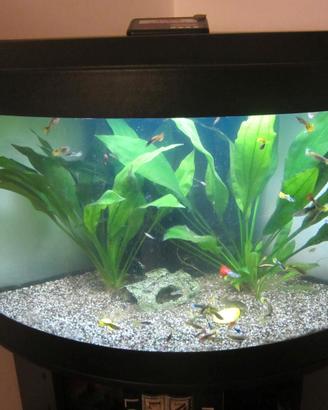 ACQUARIO D'ACQUA DOLCE
