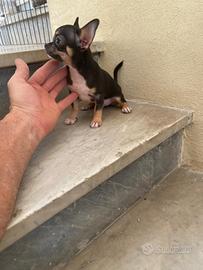 Ultimo cucciolo di chihuahua