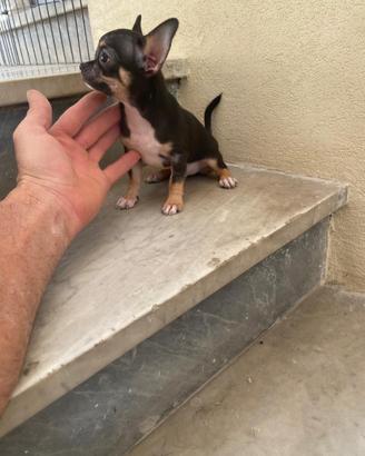 Ultimo cucciolo di chihuahua