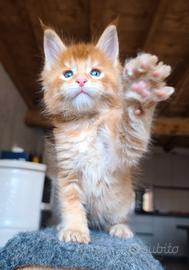 Maine Coon
