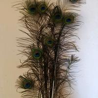 Piume di pavone