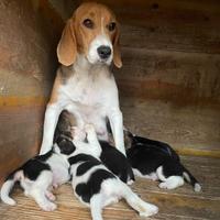 Cuccioli di Beagle