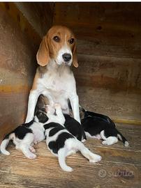 Cuccioli di Beagle