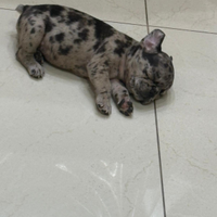 Cucciola bulldog esotica