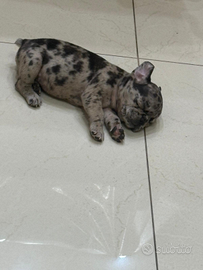 Cucciola bulldog esotica