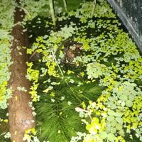 Mix piante per laghetto 