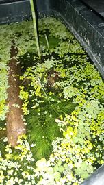 Mix piante per laghetto 