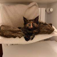 Maine coon black Tortie con pedigree