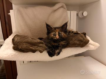 Maine coon black Tortie con pedigree