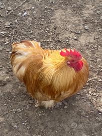 Galline ornamentali