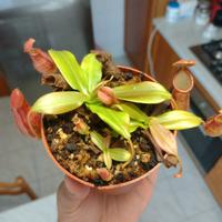 Piante carnivore 