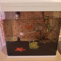 Acquario con 2 pesci rossi