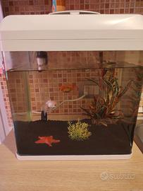 Acquario con 2 pesci rossi