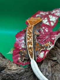 Geco Cilitus tricolor