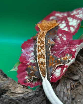 Geco Cilitus tricolor