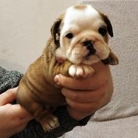 Bulldog Inglese FEMMINA cucciola