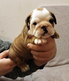Bulldog Inglese FEMMINA cucciola