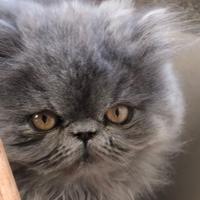 Cucciola di gatto persiano blu