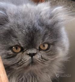 Cucciola di gatto persiano blu