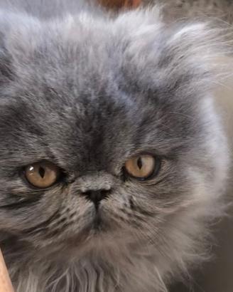 Cucciola di gatto persiano blu