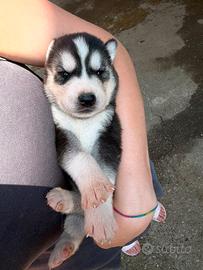 Siberian Husky con occhi azzurri