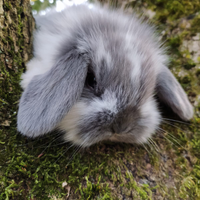 Conigli nani ariete varie colorazioni