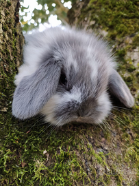 Conigli nani ariete varie colorazioni