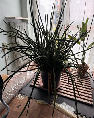Pianta grassa 