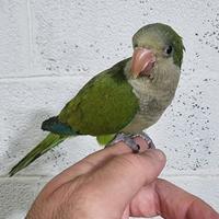 Pullo di parrocchetto Monaco svezzato