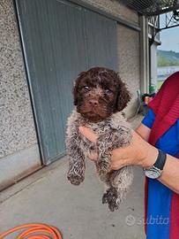 Lagotto Romagnolo Cucciolo